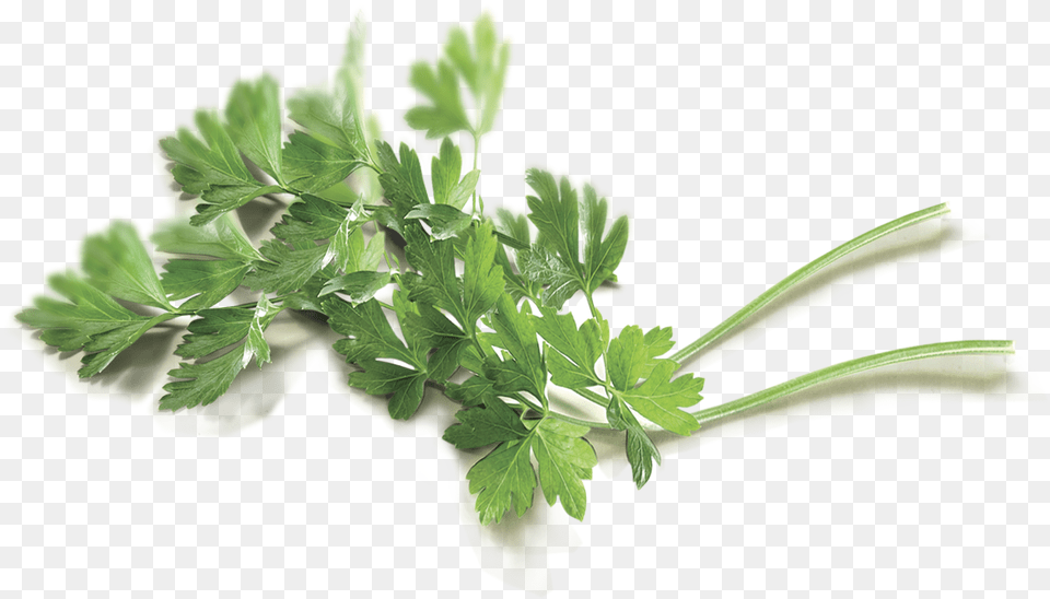 Coriander, Herbs, Parsley, Plant, Herbal Free Transparent Png