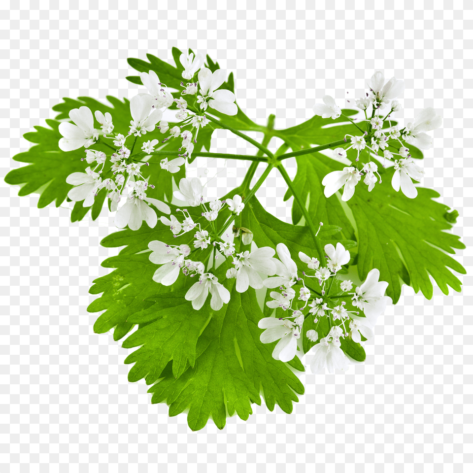 Coriander, Herbal, Herbs, Leaf, Plant Free Png