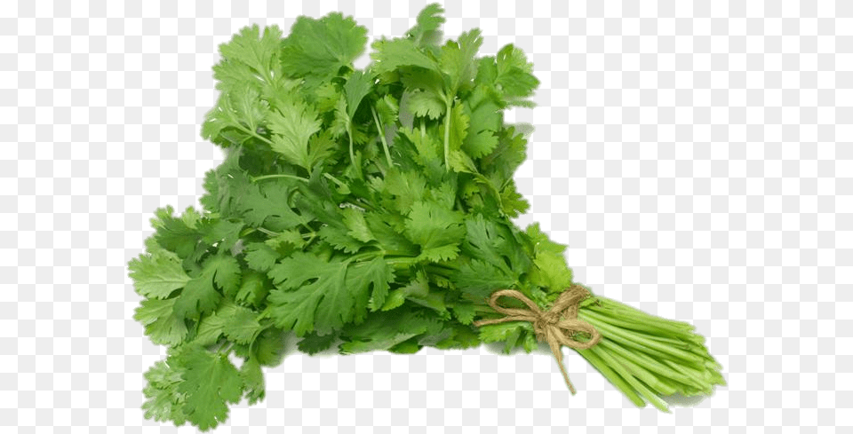 Coriander Cilantro, Herbs, Plant, Parsley, Food Free Transparent Png