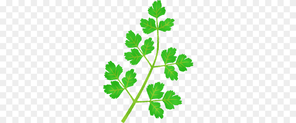 Coriander Clipart Illustrations, Herbs, Leaf, Parsley, Plant Free Png