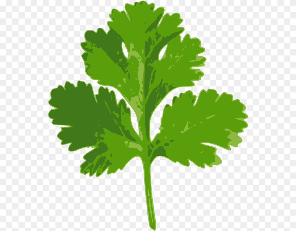 Coriander Parsley Indian Cuisine Herb Cilantro, Herbs, Plant Png