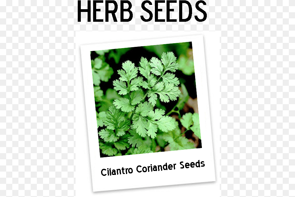Coriander Plant, Herbs, Parsley, Cilantro, Food Png