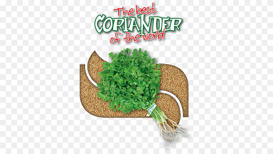 Coriander Seed, Herbs, Plant, Parsley, Cilantro Free Png