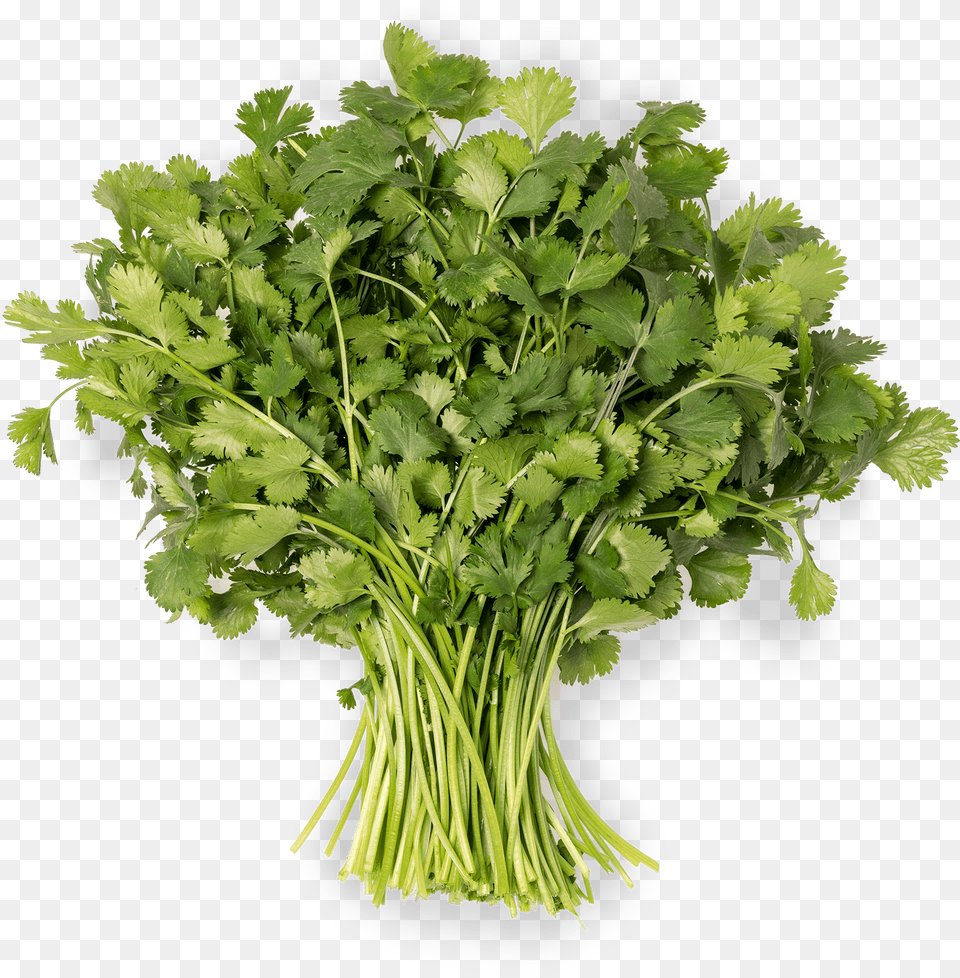 Coriander Water Celery, Cilantro, Food, Plant, Herbs Free Png Download