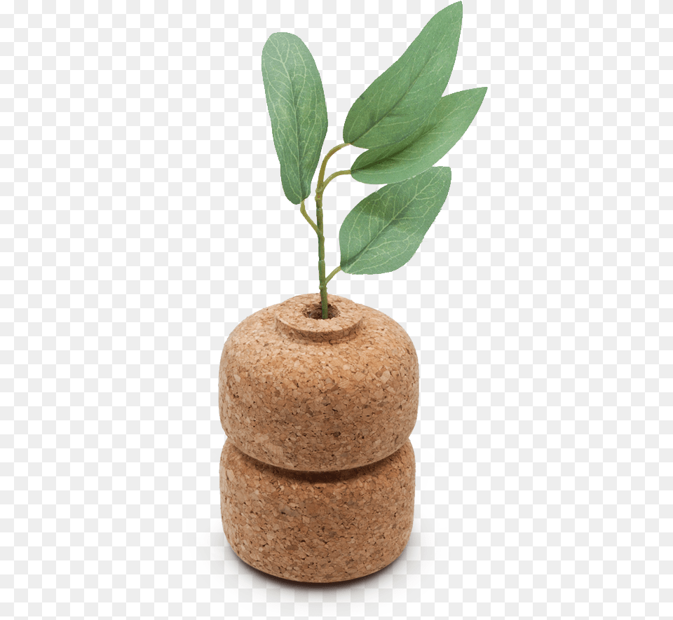 Cork Bud Double Vase Compendiumstore Com Au Object, Herbal, Herbs, Leaf, Plant Png Image