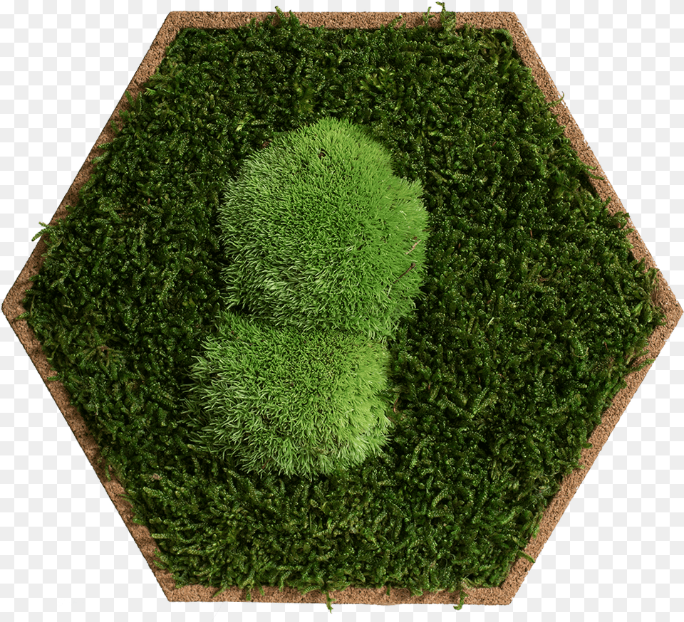 Cork Hexagon Pack Of 9 Greening Forest And Pole Moss Lawn, Grass, Plant, Vegetation, Tree Free Png