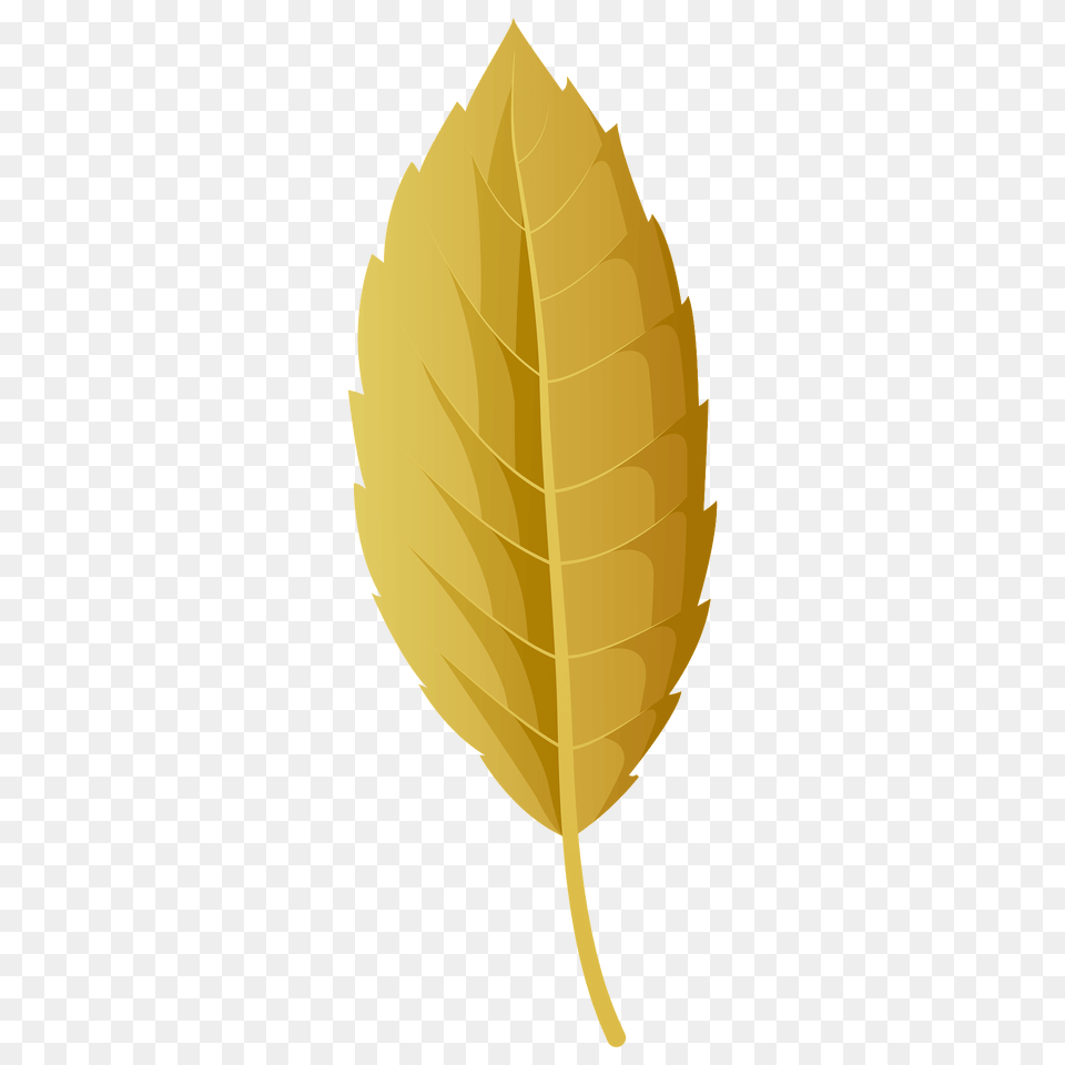 Cork Oak Autumn Leaf Clipart, Plant Free Png Download