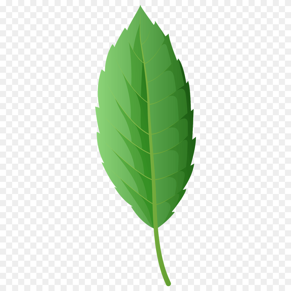 Cork Oak Spring Leaf Clipart, Herbs, Mint, Plant Png