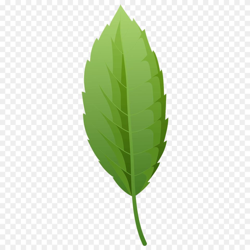 Cork Oak Summer Leaf Clipart, Plant, Herbs, Mint Png