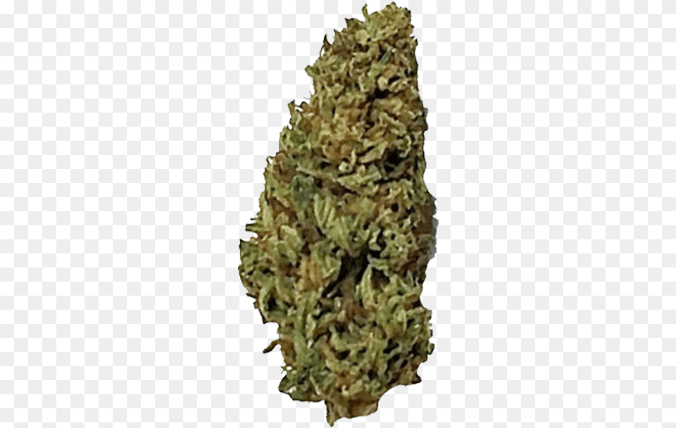 Corleone Kush Yellow Fir, Moss, Plant, Weed Free Transparent Png