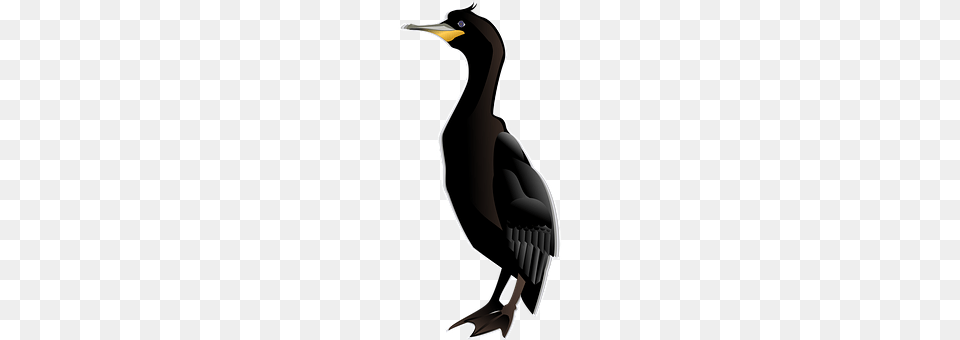 Cormorant Animal, Bird, Waterfowl, Beak Free Png
