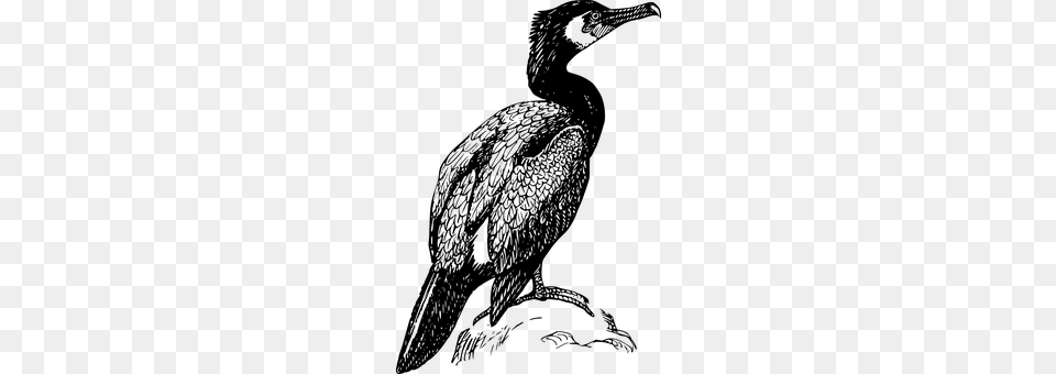 Cormorant Gray Png