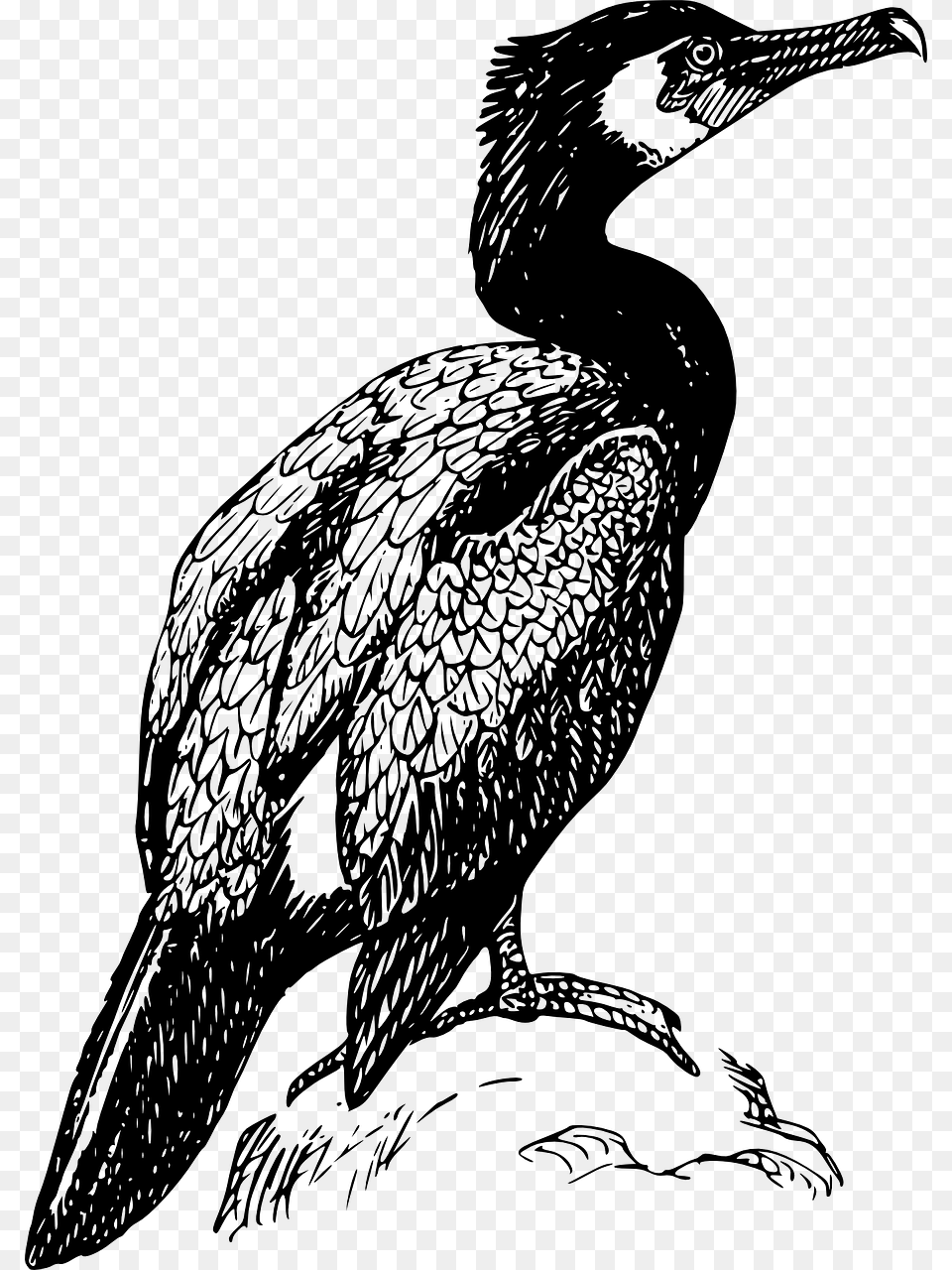Cormorant Black And White, Gray Free Png Download