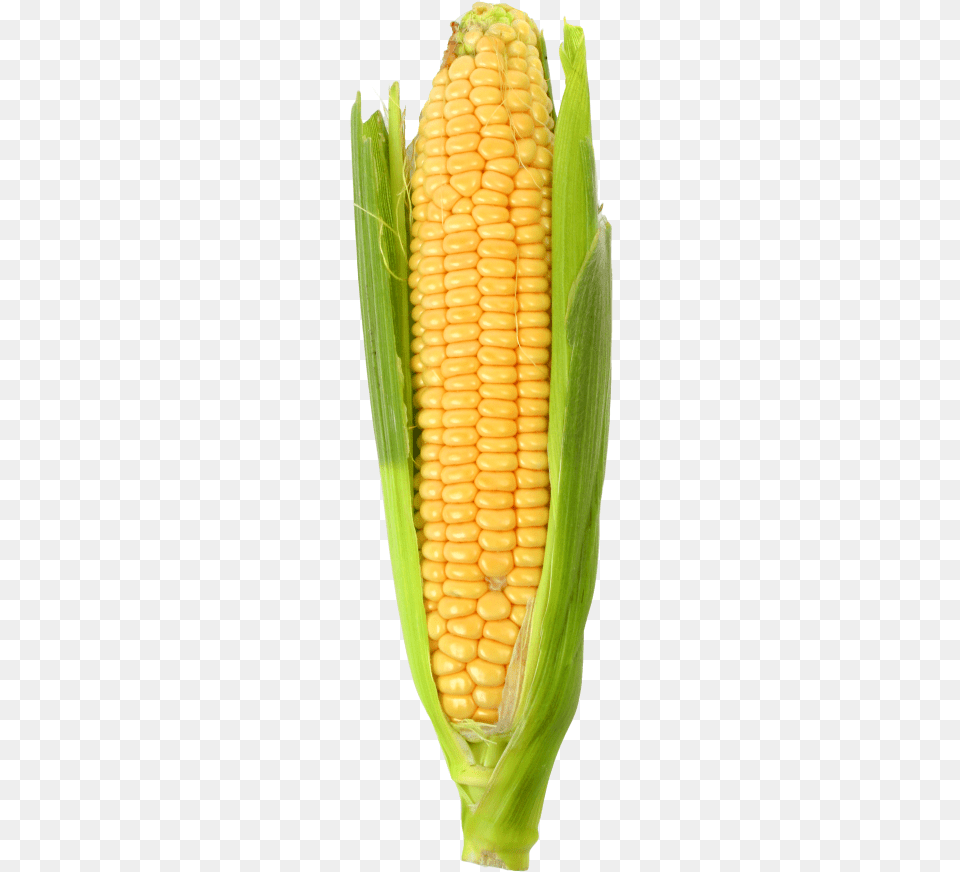 Corn, Food, Grain, Plant, Produce Png