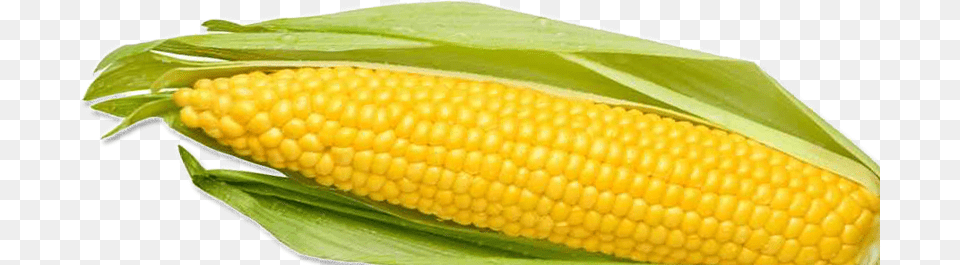 Corn, Food, Grain, Plant, Produce Free Png