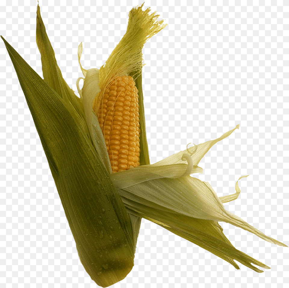 Corn, Food, Grain, Plant, Produce Png Image