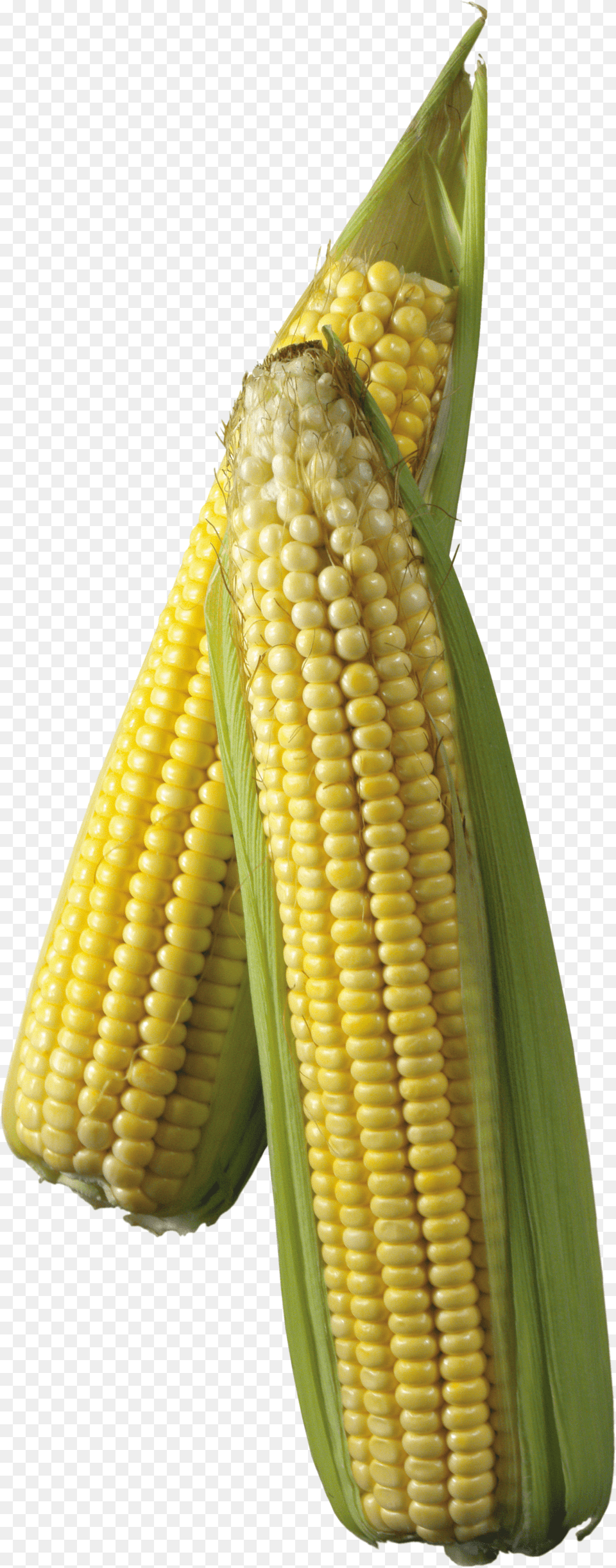 Corn Png