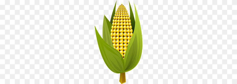 Corn Produce, Food, Grain, Plant Png Image