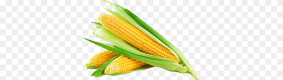 Corn, Food, Grain, Plant, Produce Free Png Download