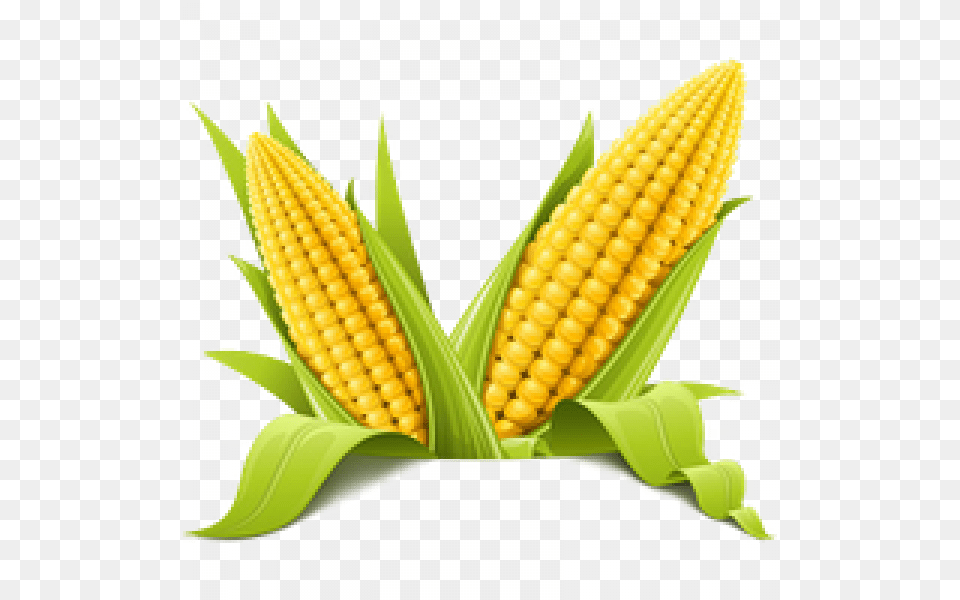Corn, Food, Grain, Plant, Produce Free Png