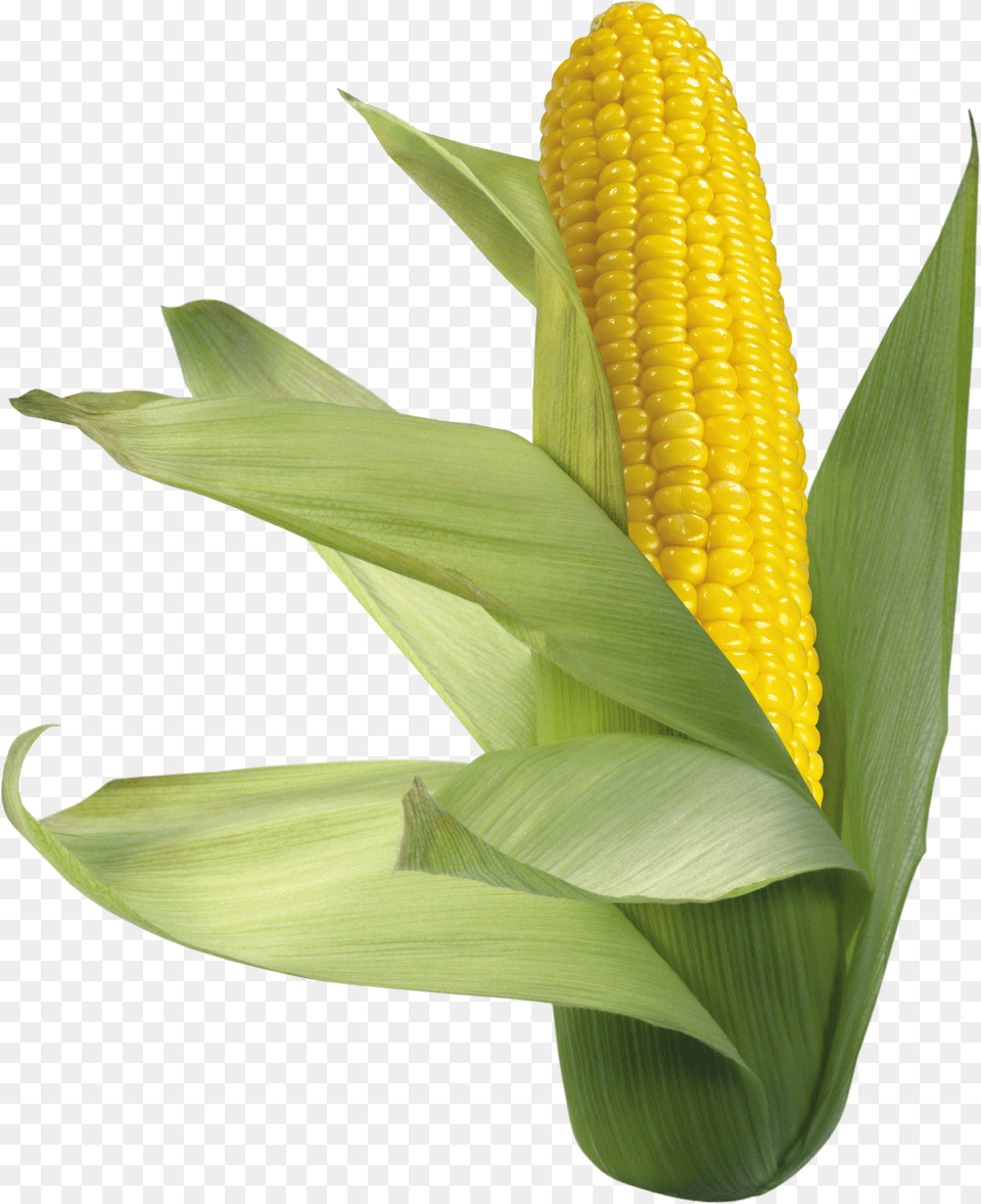 Corn Free Png Download