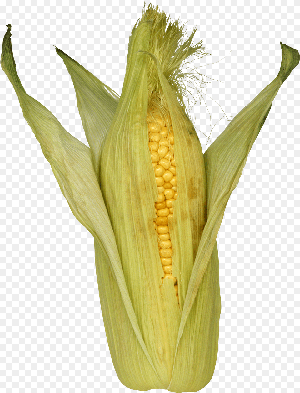 Corn, Food, Grain, Plant, Produce Free Transparent Png