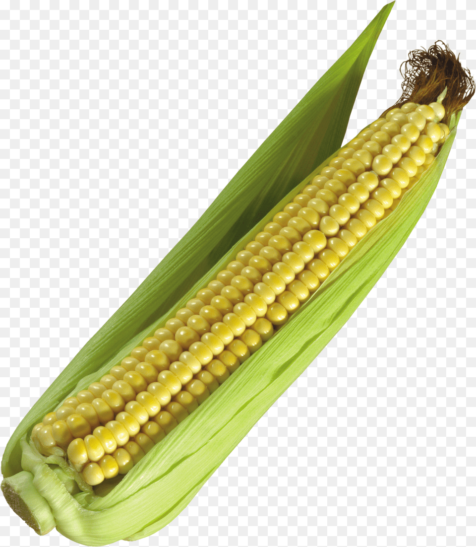 Corn Png Image