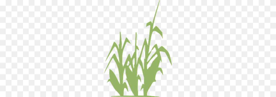 Corn Grass, Plant, Green, Herbal Free Png Download