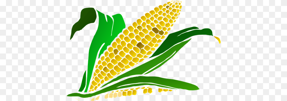 Corn Food, Grain, Plant, Produce Png Image