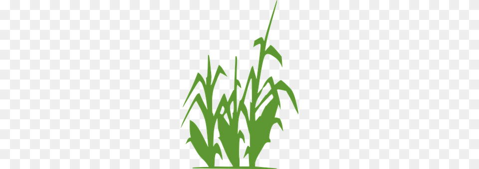 Corn Grass, Green, Plant, Herbal Free Transparent Png