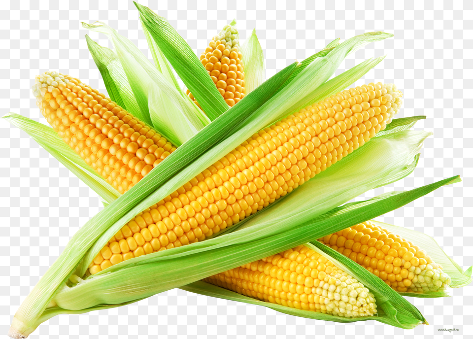 Corn Free Transparent Png