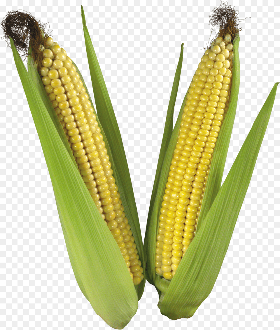 Corn Png Image