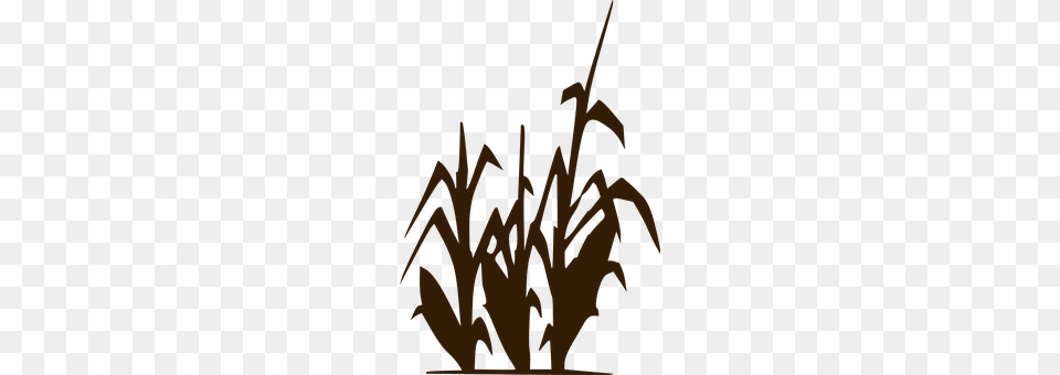 Corn Art, Graphics, Person Png