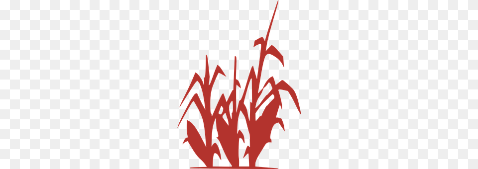 Corn Art, Graphics, Grass, Plant Png