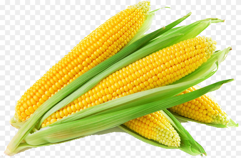 Corn, Food, Grain, Plant, Produce Png Image