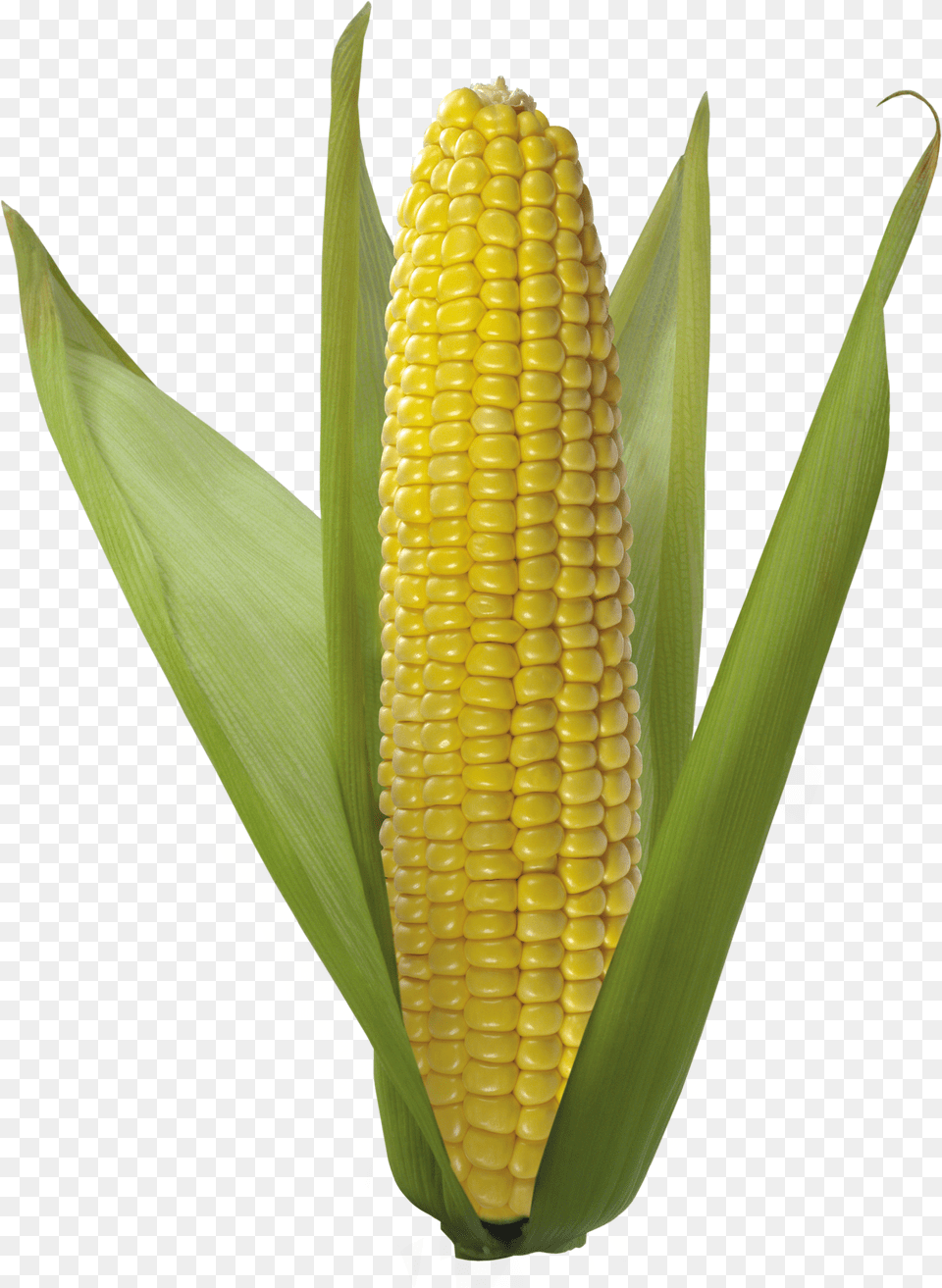 Corn Png Image