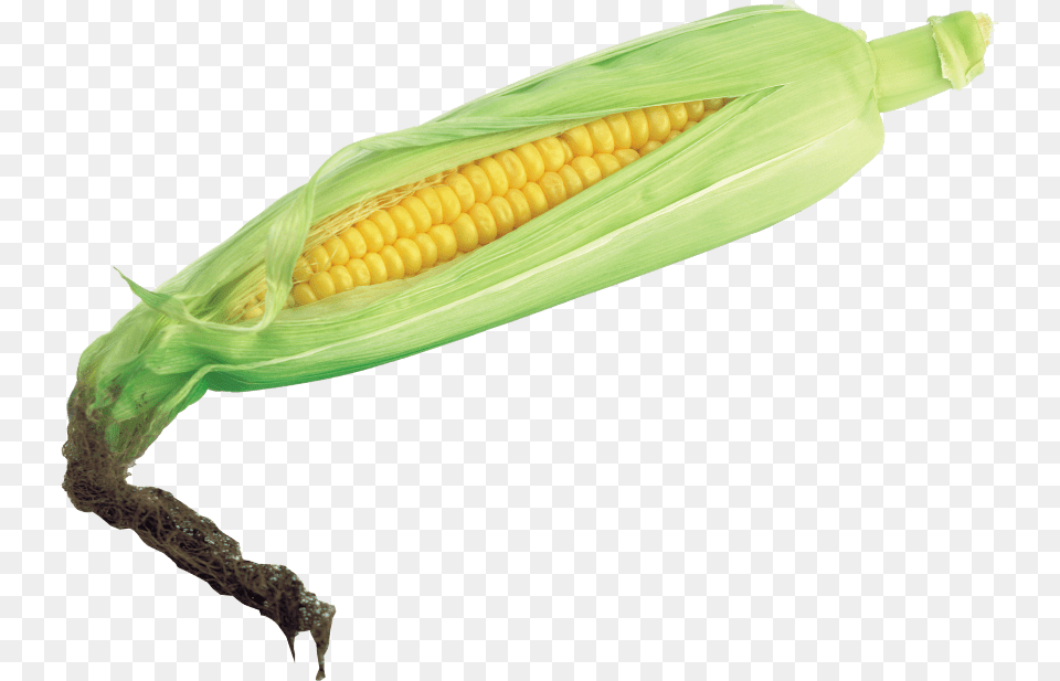 Corn, Food, Grain, Plant, Produce Png