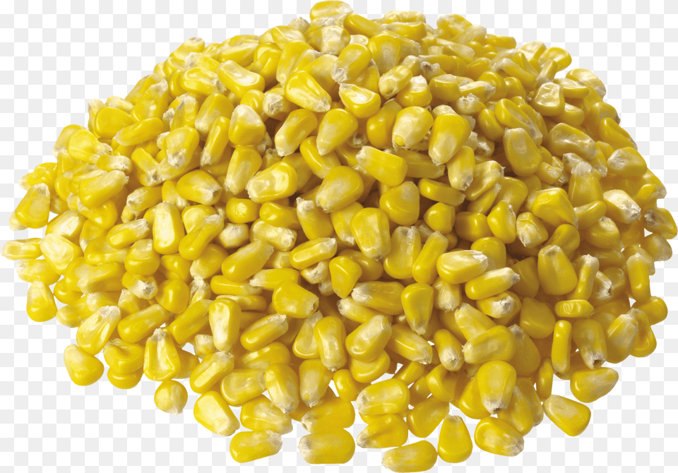 Corn, Person, People, Graduation, Text Free Png
