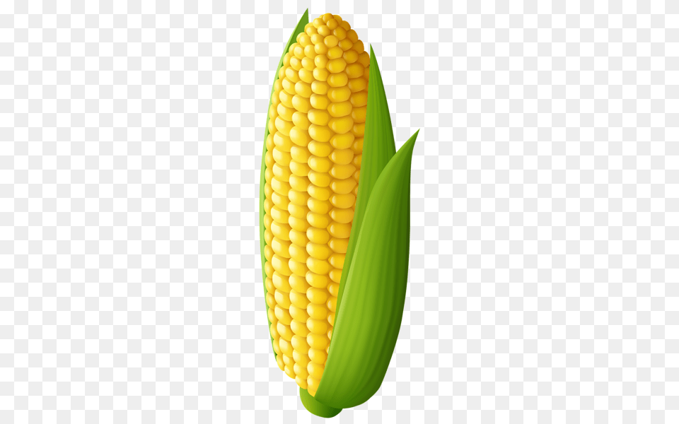 Corn, Food, Grain, Plant, Produce Png Image