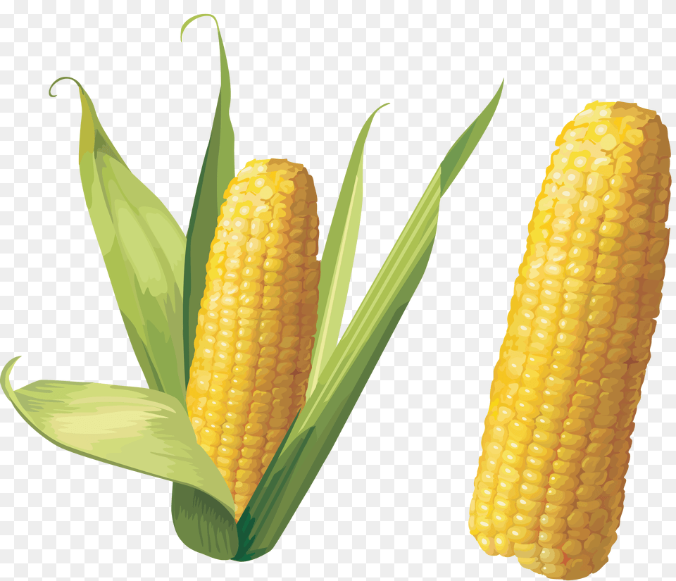 Corn, Produce, Plant, Food, Grain Png