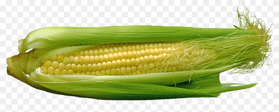 Corn Food, Grain, Plant, Produce Free Transparent Png