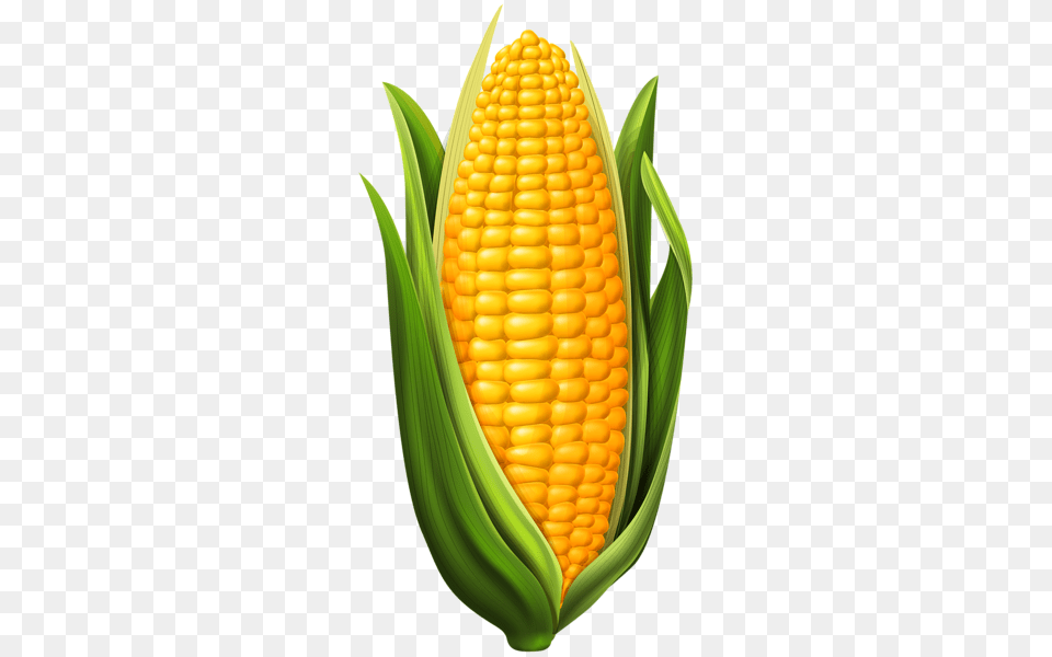 Corn, Food, Grain, Plant, Produce Png