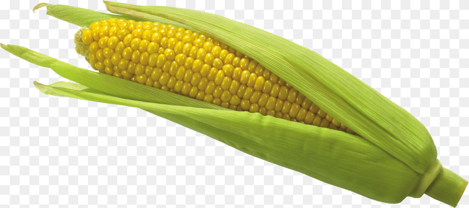 Corn, Food, Grain, Plant, Produce Free Transparent Png