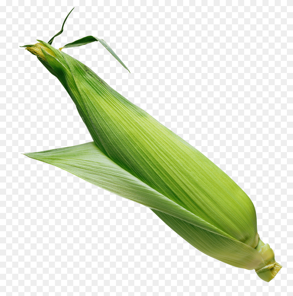 Corn, Food, Plant, Produce, Grain Free Png Download