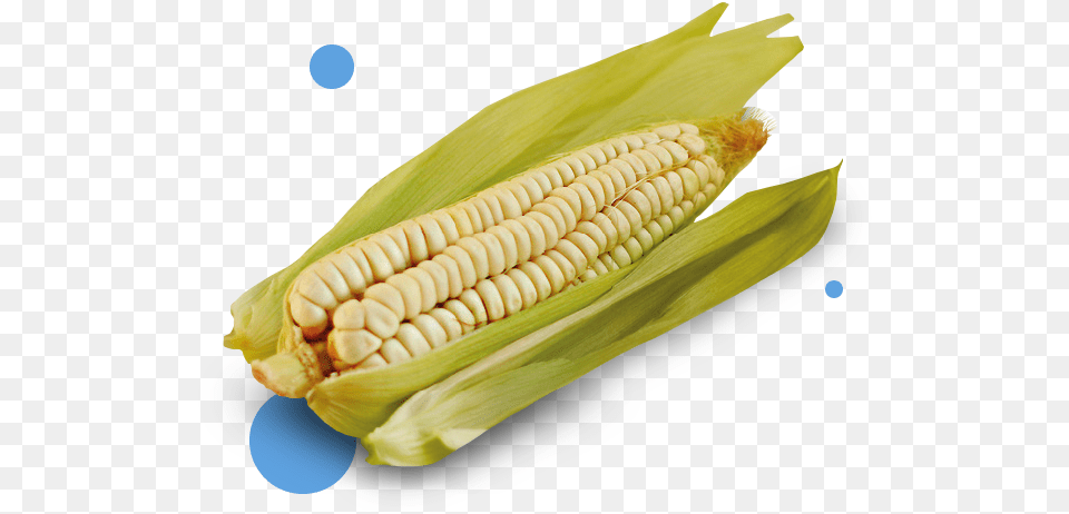 Corn Alimentos Nativos De Ecuador, Food, Grain, Plant, Produce Png Image