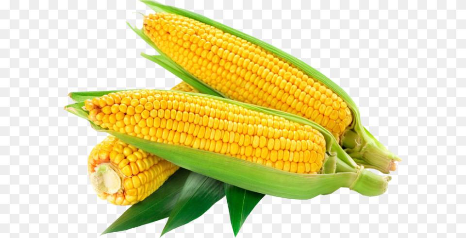Corn American Sweet Corn Logo, Food, Grain, Plant, Produce Free Png