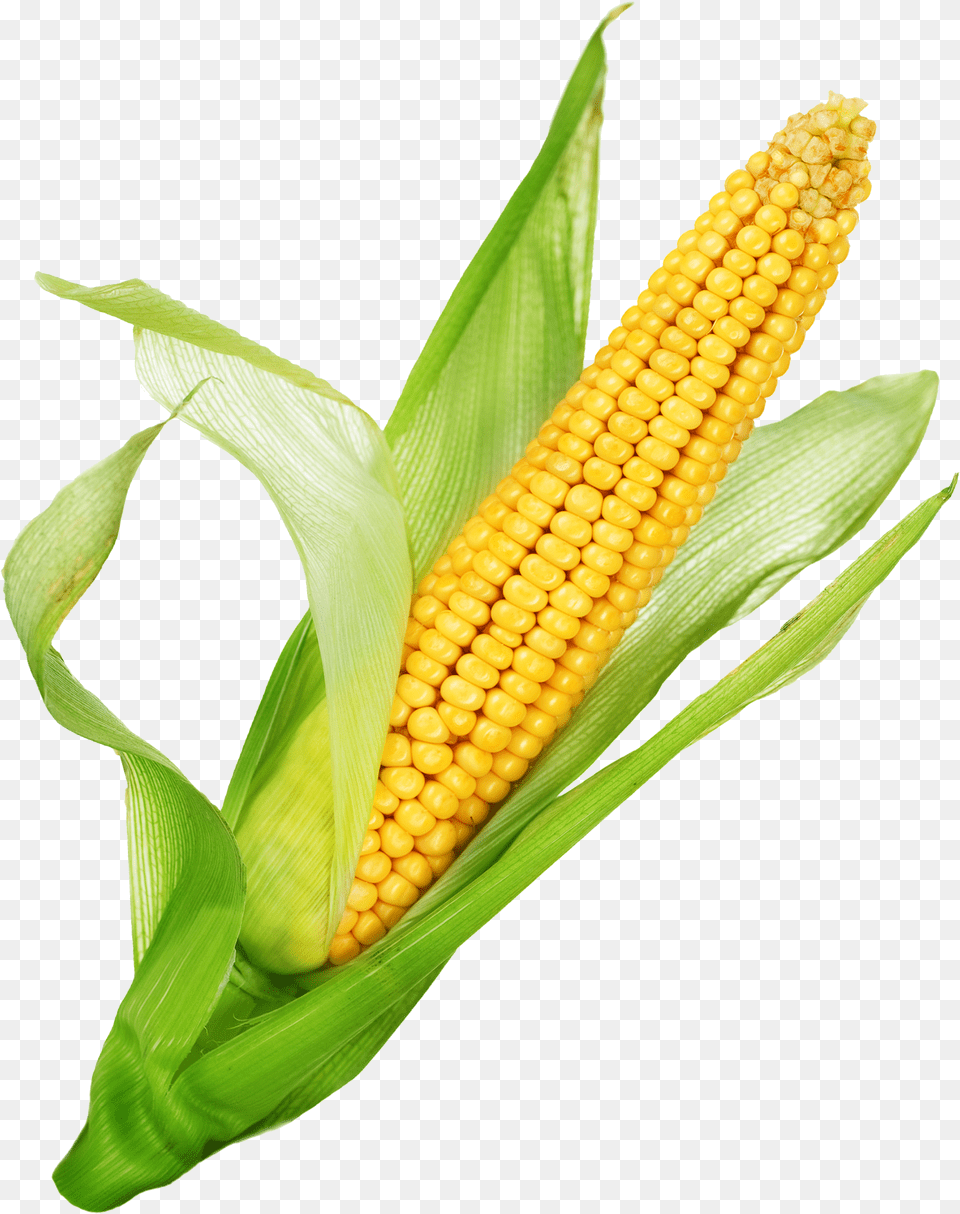 Corn Art, Food, Grain, Plant, Produce Png Image