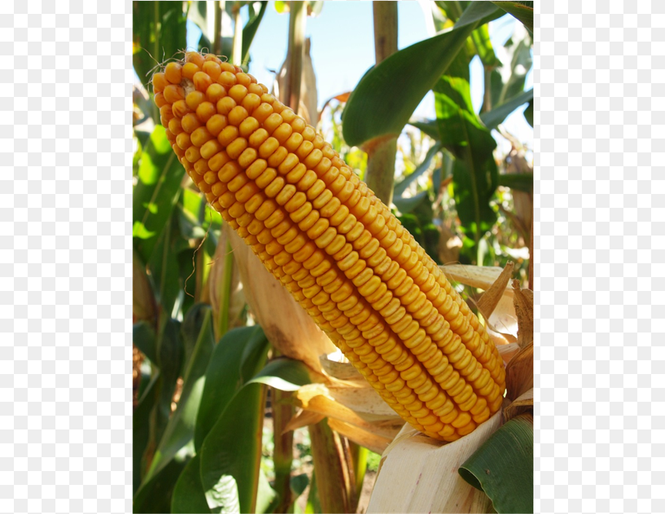 Corn At Physiological Maturity After Treatment With Corn Kernels, Food, Grain, Plant, Produce Png Image