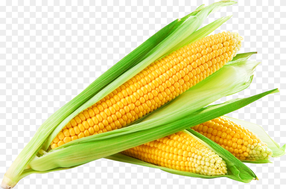 Corn Background Sweet Corn Hd, Food, Grain, Plant, Produce Free Transparent Png