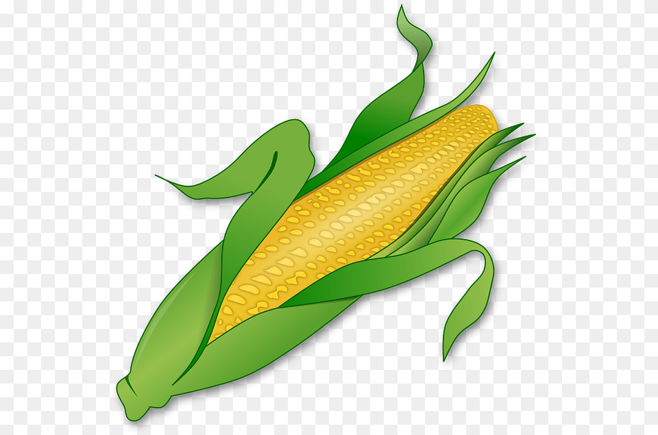 Corn Bc Reads Adult Literacy Fundamental English, Food, Grain, Plant, Produce Free Transparent Png